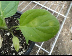 yellow ring spots on a eggplant leaf infected with Impatiens necrotic spot virus