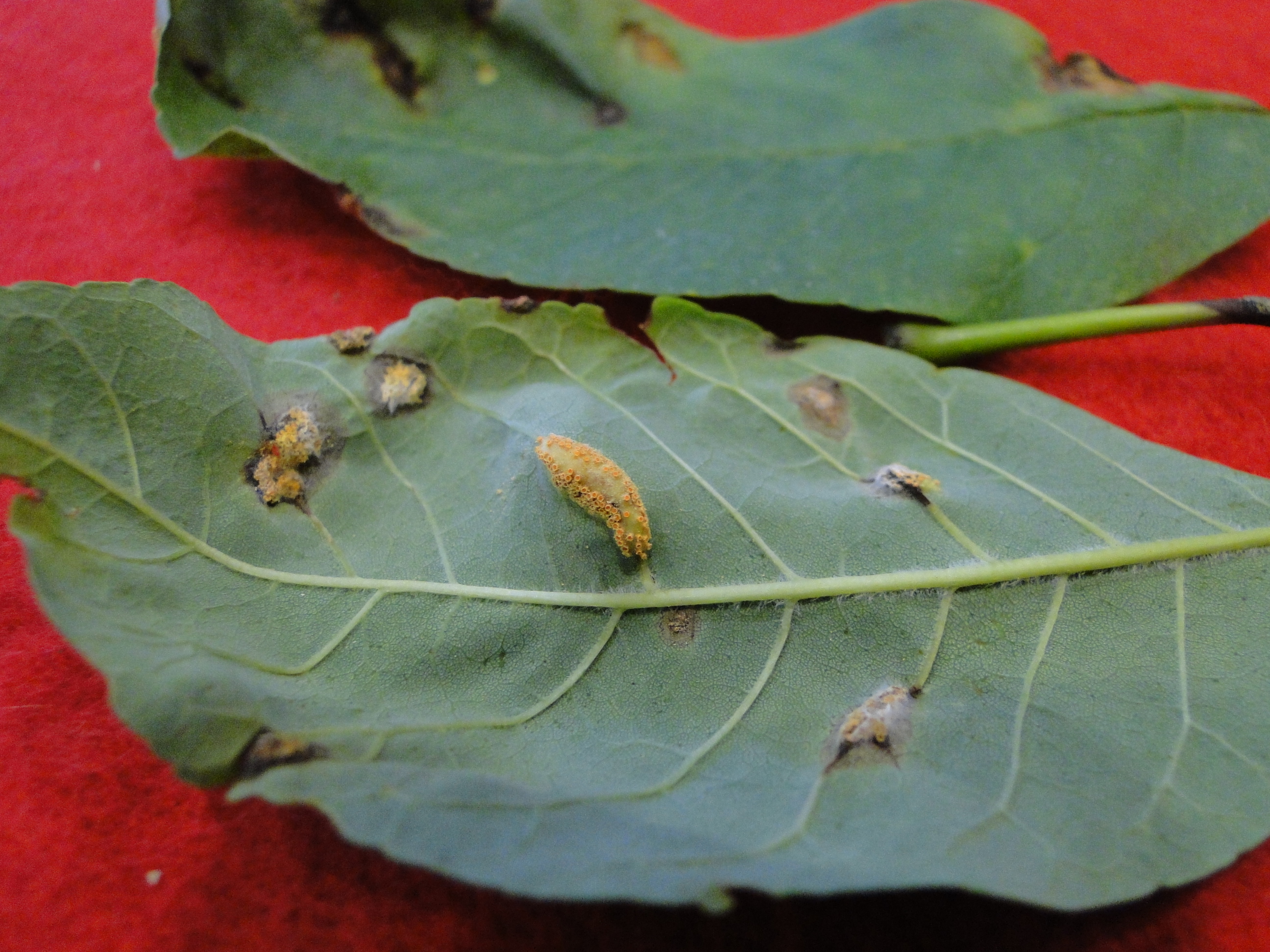 Ash rust