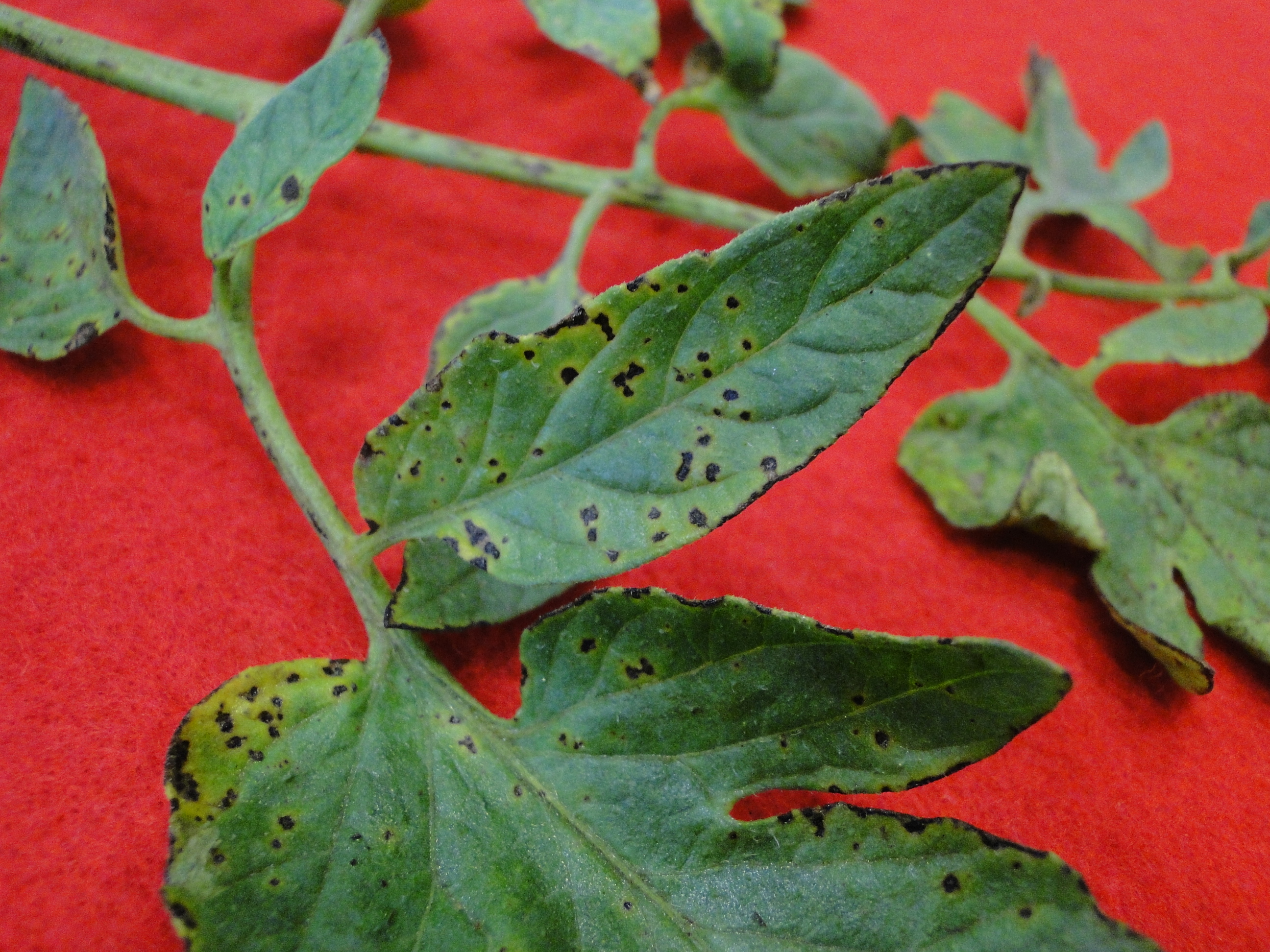 Bacterial leaf spot of tomato with brown spots on leaves