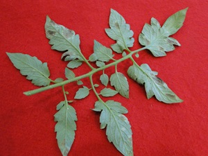 leaf mold of tomato iwth light brown mold on the lower surface of leaves