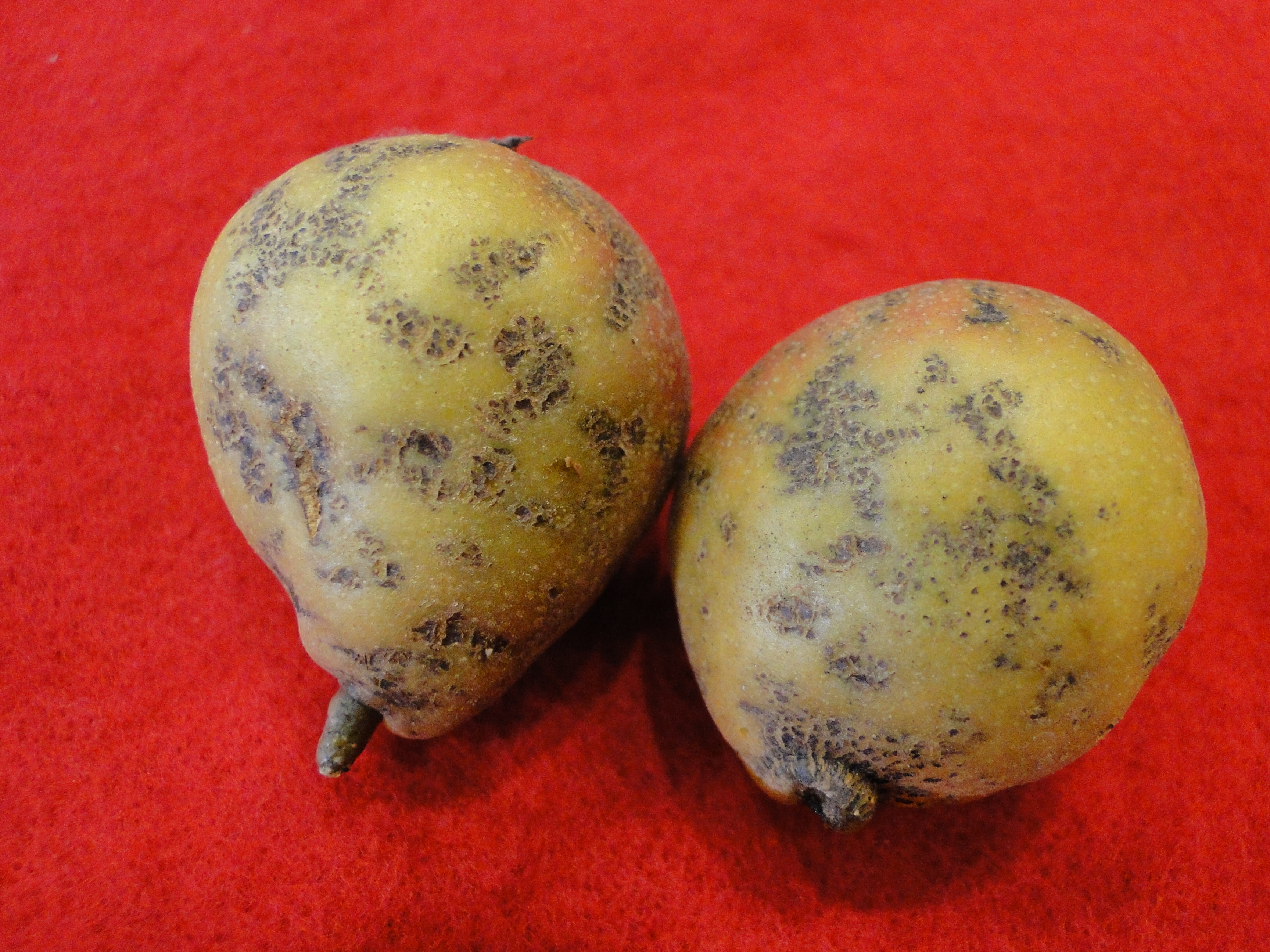 two pear fruits with scabs 