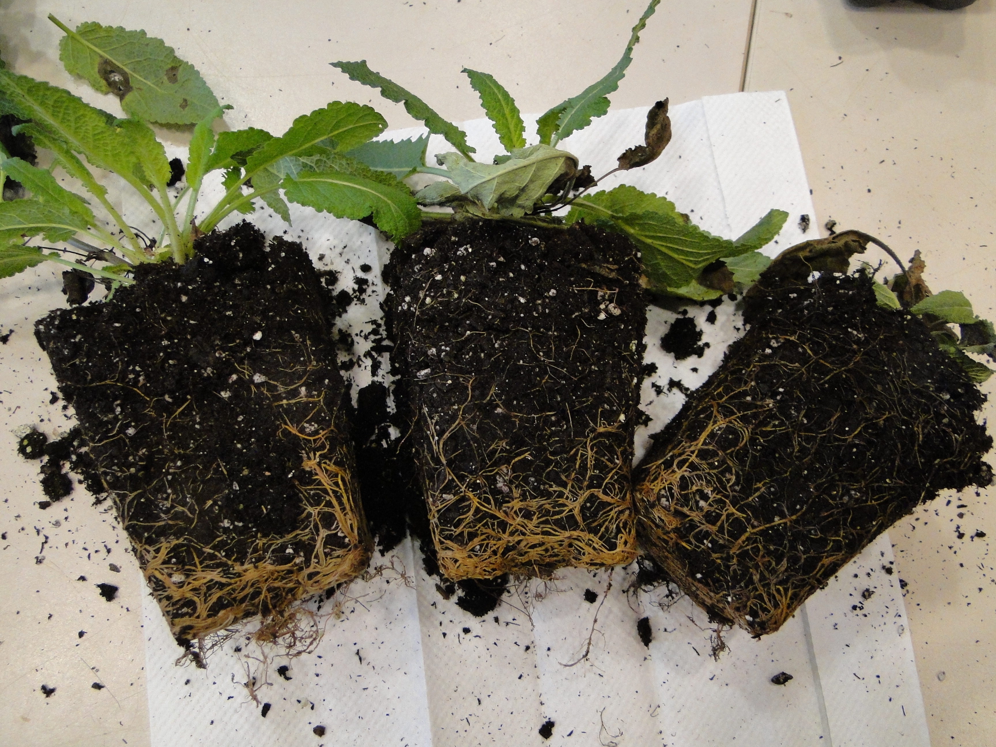 Black root rot of salvia with stunted growth