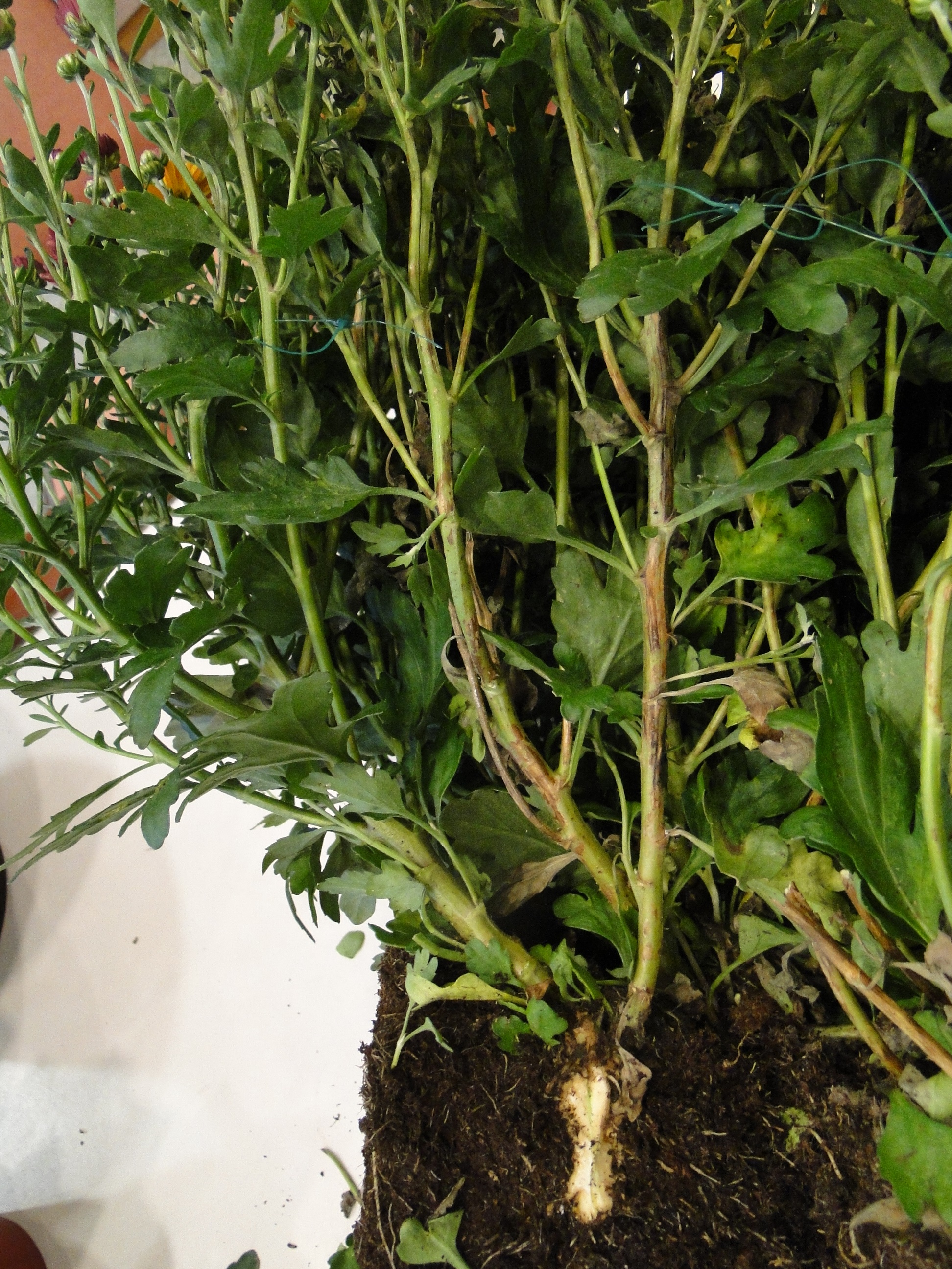 Tobacco spotted wilt viurs on chrysanthermum with brown lesions on leaves and stems
