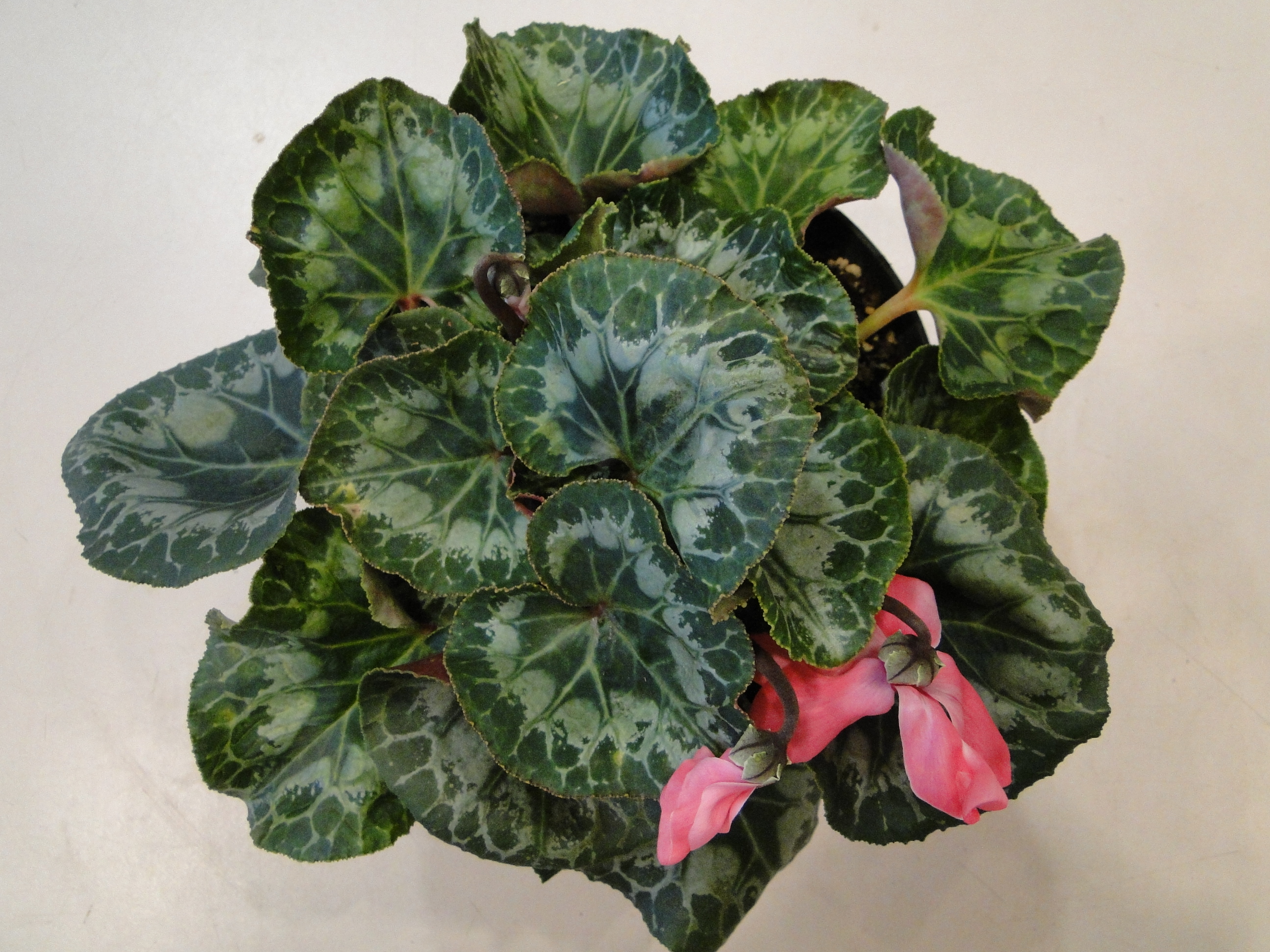 inpatiens necrotic spot virus on cyclamen leaves with ring spots