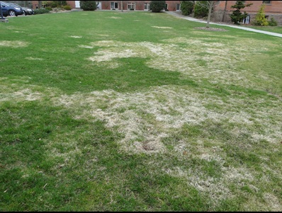 white and light brown patches damaged by snow mold in a lawn