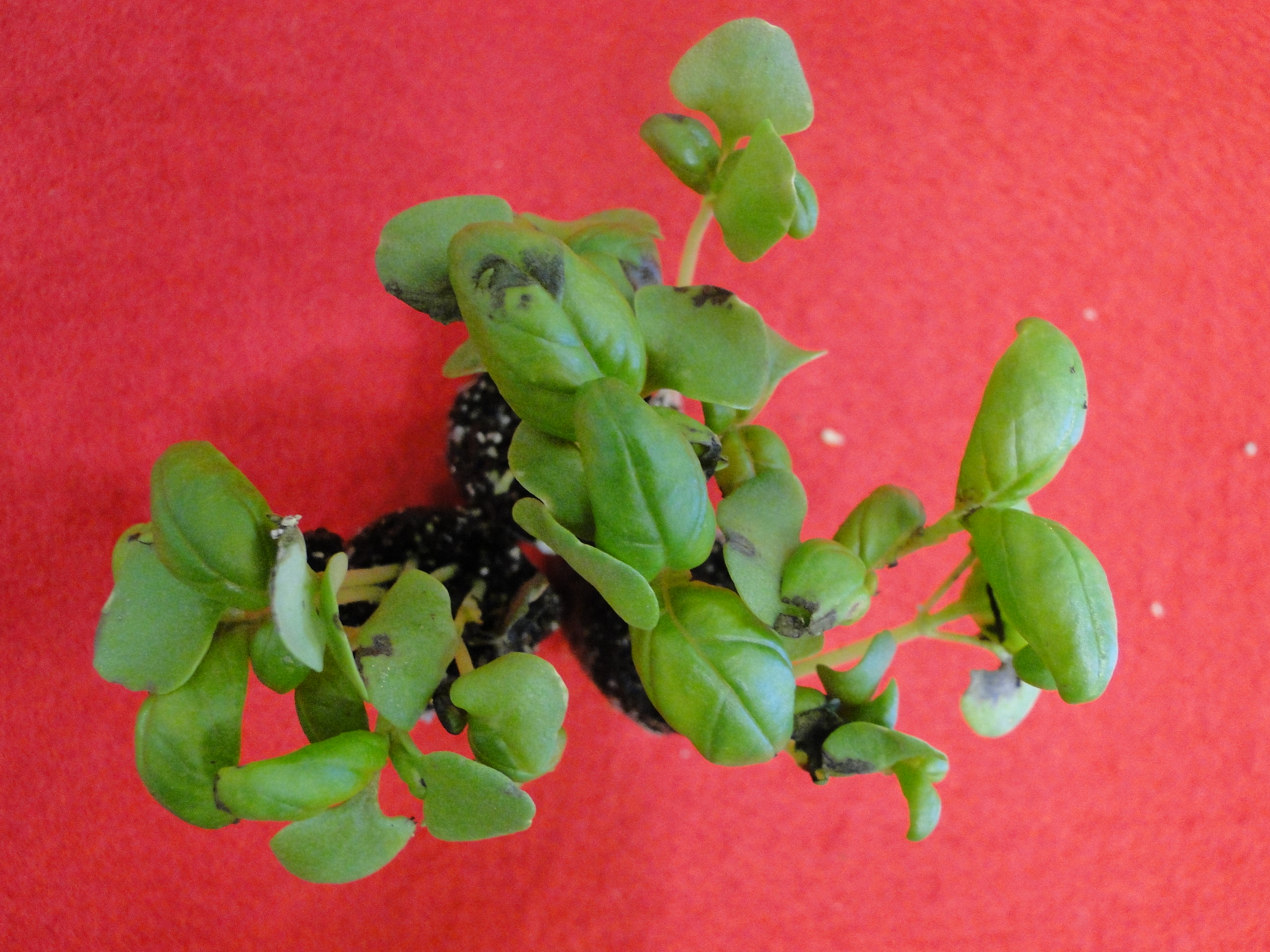 Bacterial spot of basil
