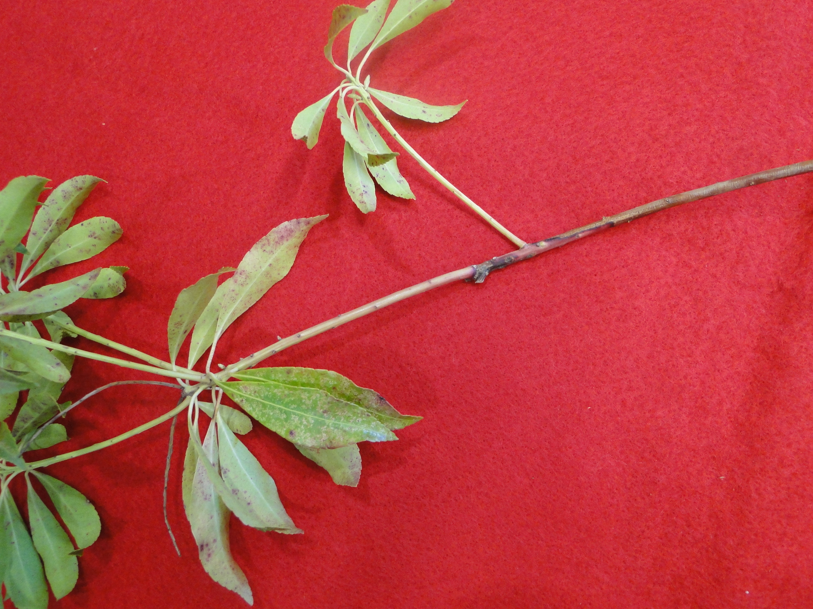 Anthomeda Botryosphaeria canker