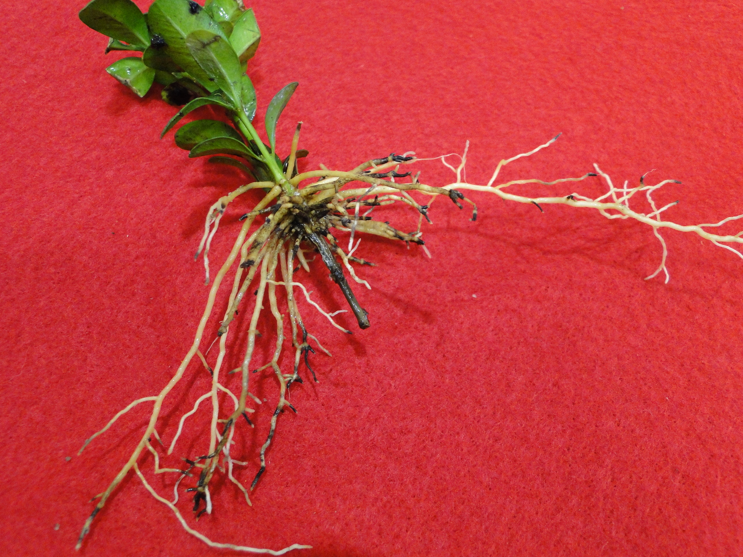 Boxowod black root rot