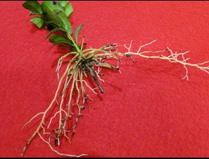 Boxowod black root rot