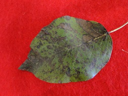 Fabraea leaf spot of pear with brown spots on a leaf