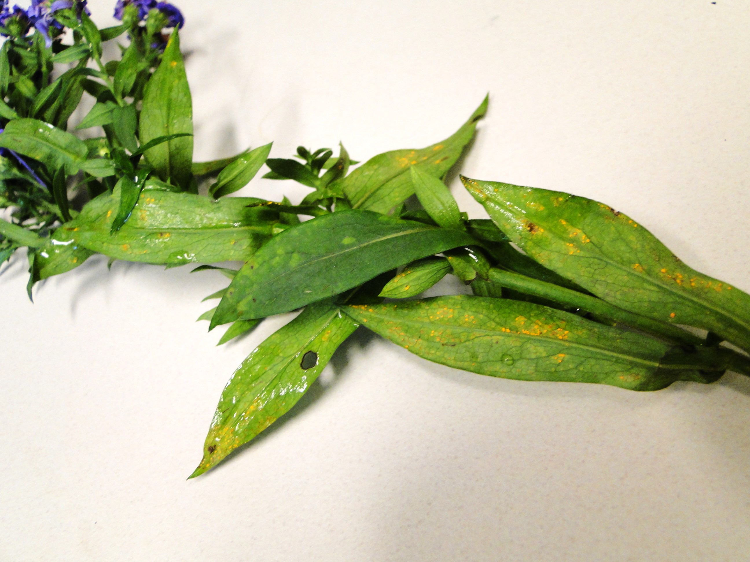 aster rust showing yellow spots and orange sporulation on leaves