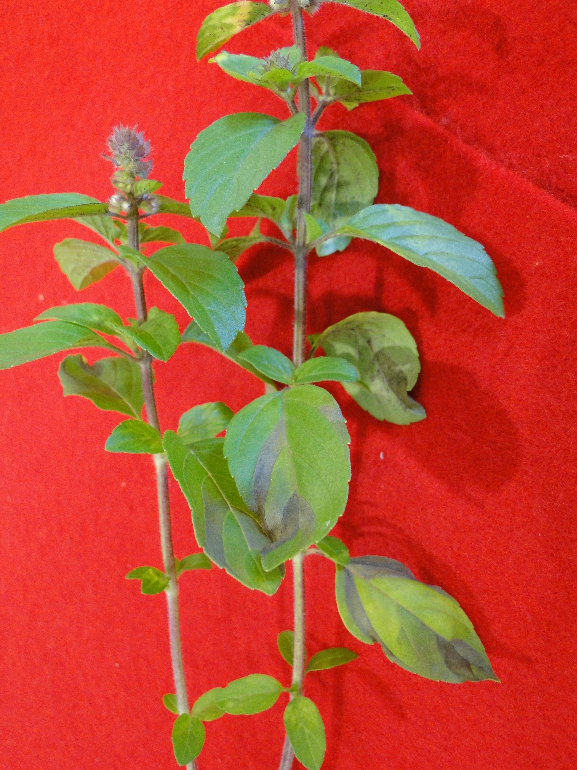 Foliar nematode damage of basil leaves