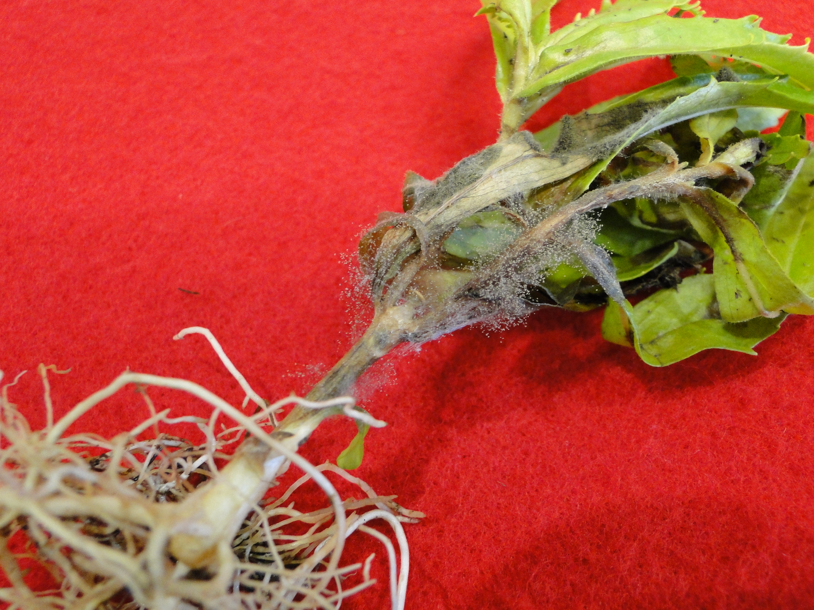 Botrytis blight of angelonia with crown rot and gray mold on stems
