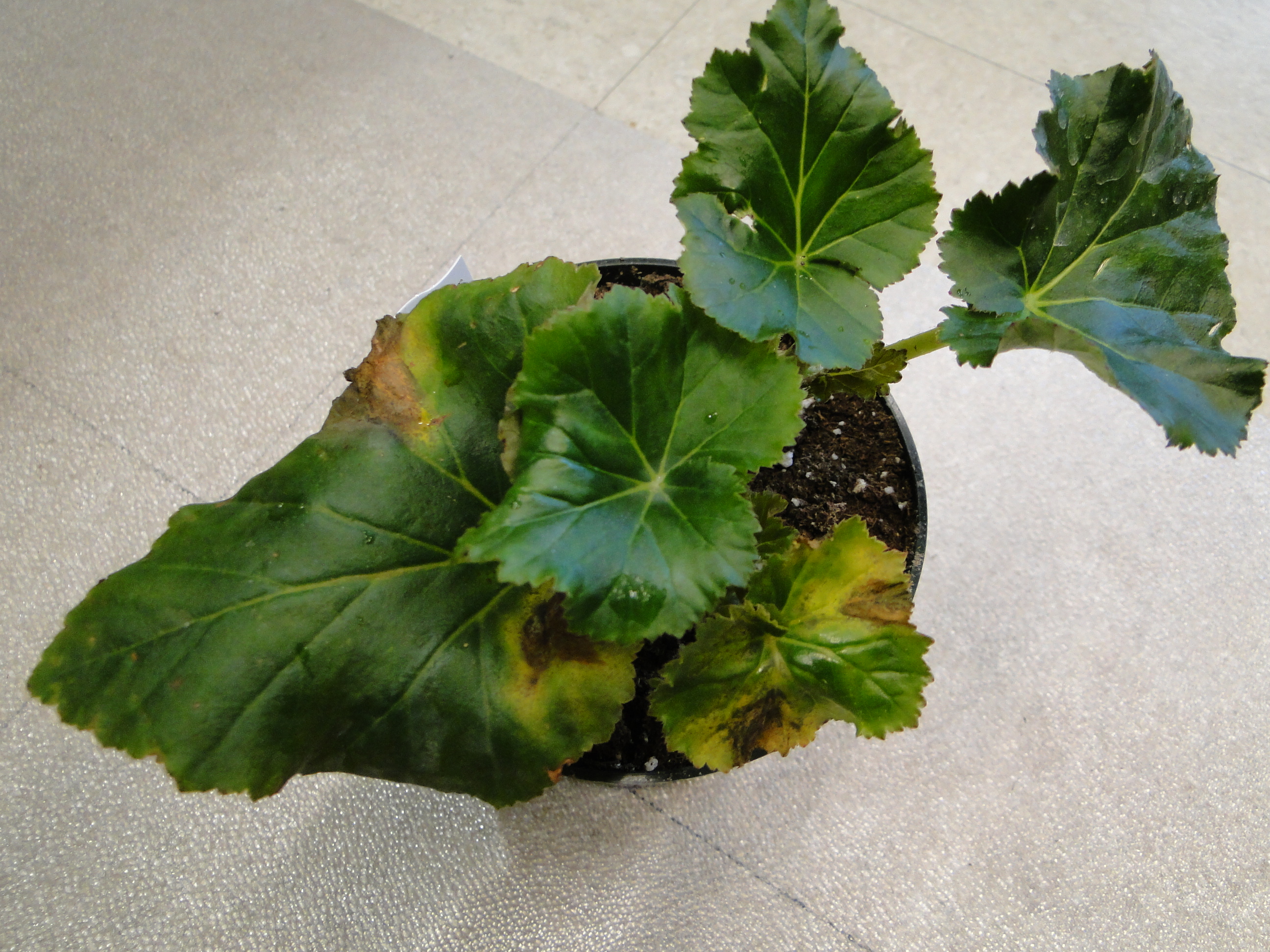 yellow and brown V shaped lesions on a potted begonia leaves