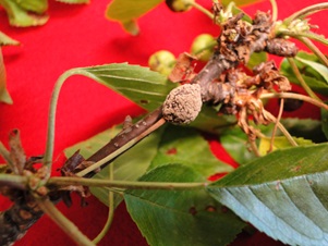Brown rot of cherry with orange mold on berries