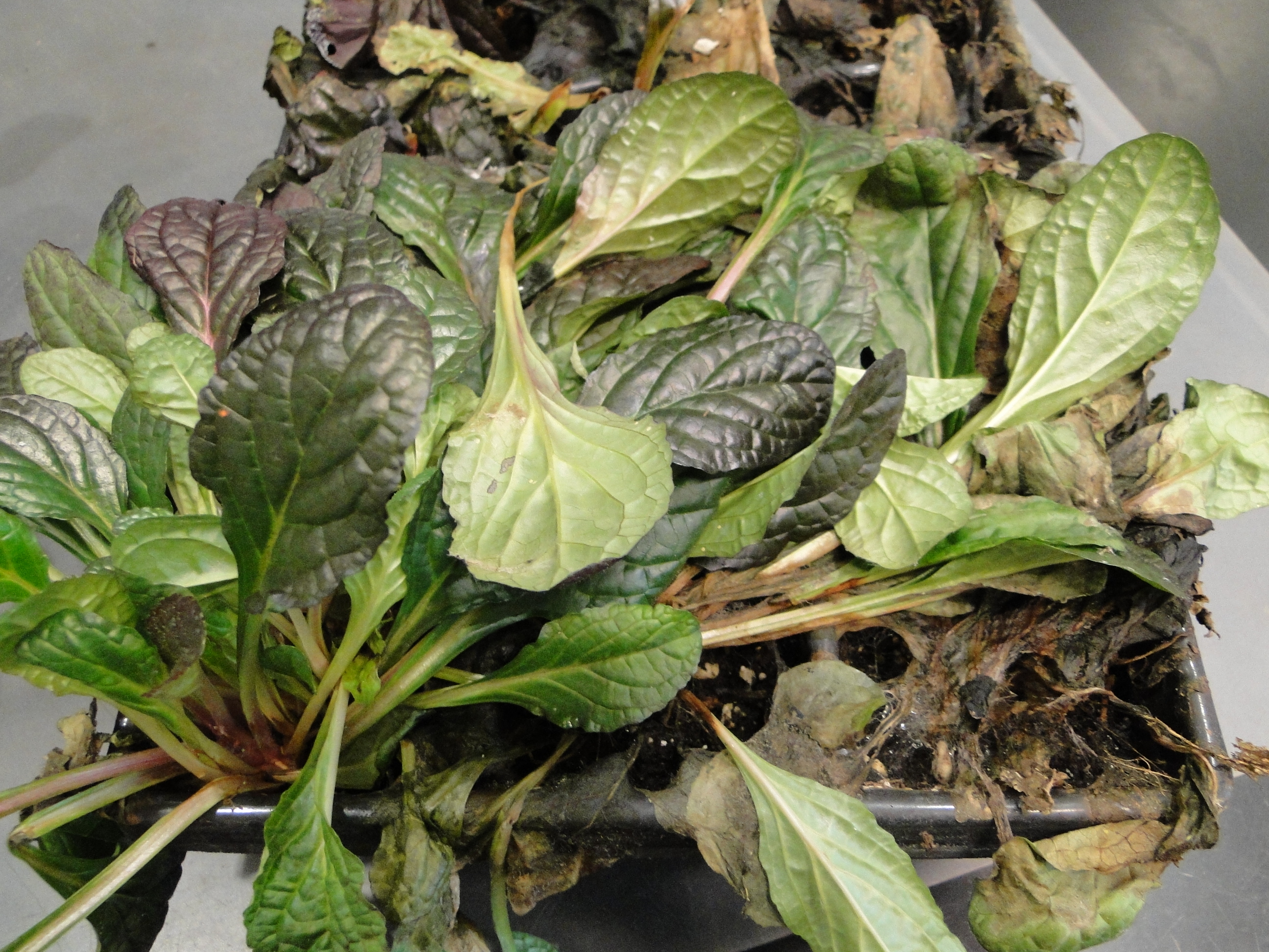 Rhizoctonia blight pm ajuga with crown rot