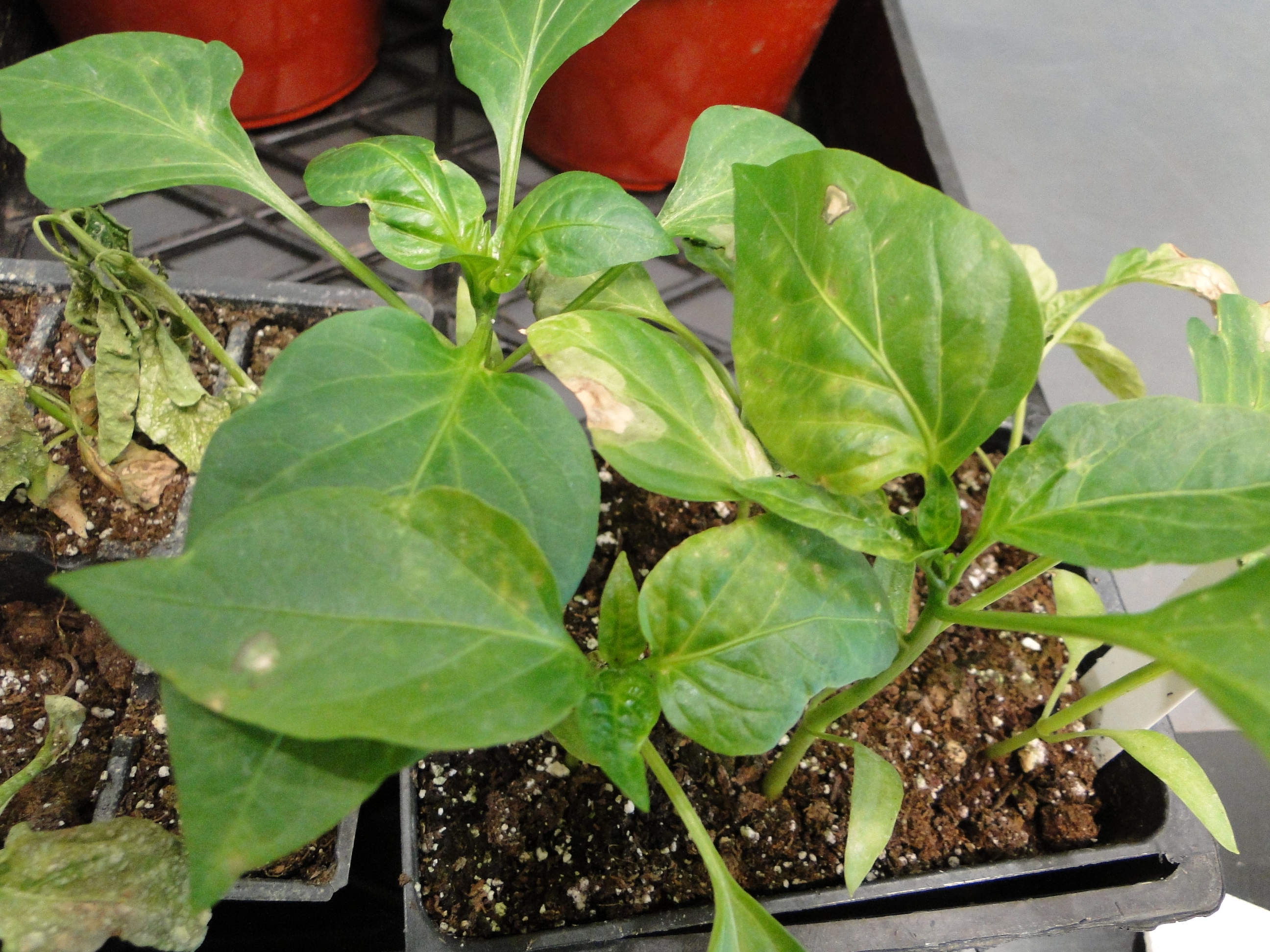 mottling and necrosis of pepper leaves infected with tomato spotted wilt virus