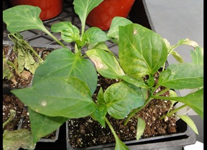 mottling and necrosis of pepper leaves infected with tomato spotted wilt virus