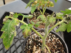 necrosis and distotted new growth on a tomato transplant infected with tomato spotted wilt virusspot