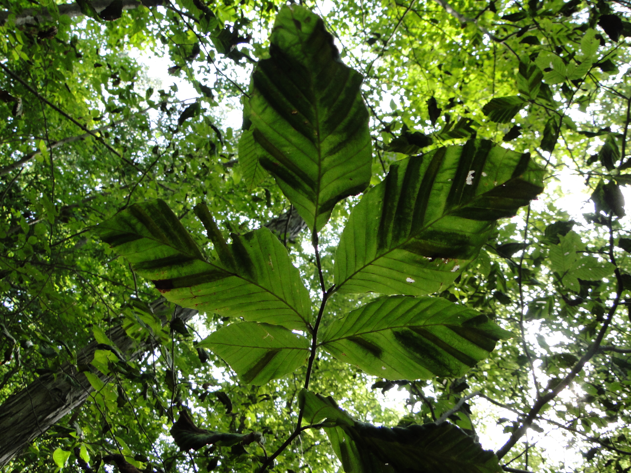 beech leaf disease with dark green bands on leaves