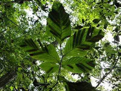 beech leaf disease with dark green bands on leaves