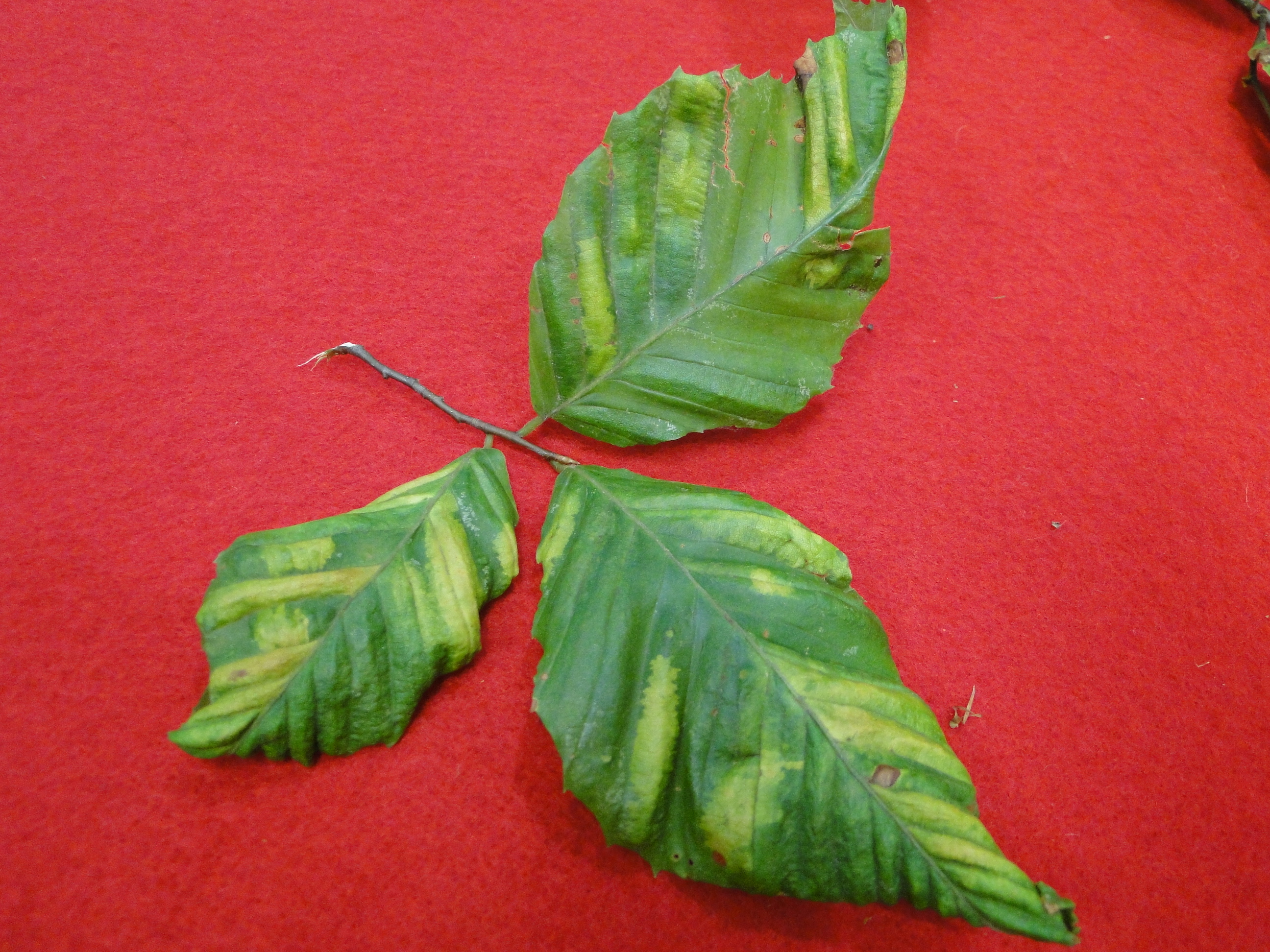 beech leaf disease