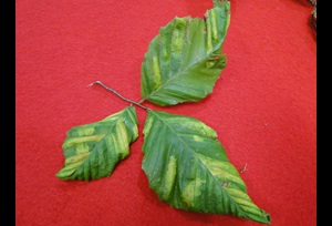 beech leaf disease