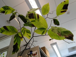 beech leaf disease with dark green bands on leaves