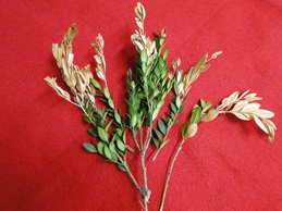 Tip diebacks on a branch of boxoowd