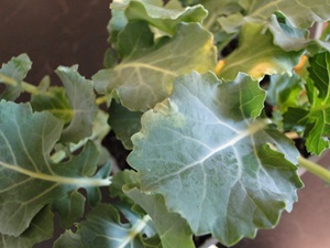 V sahped yellow and brown lesions at the edge of broccoli leaves