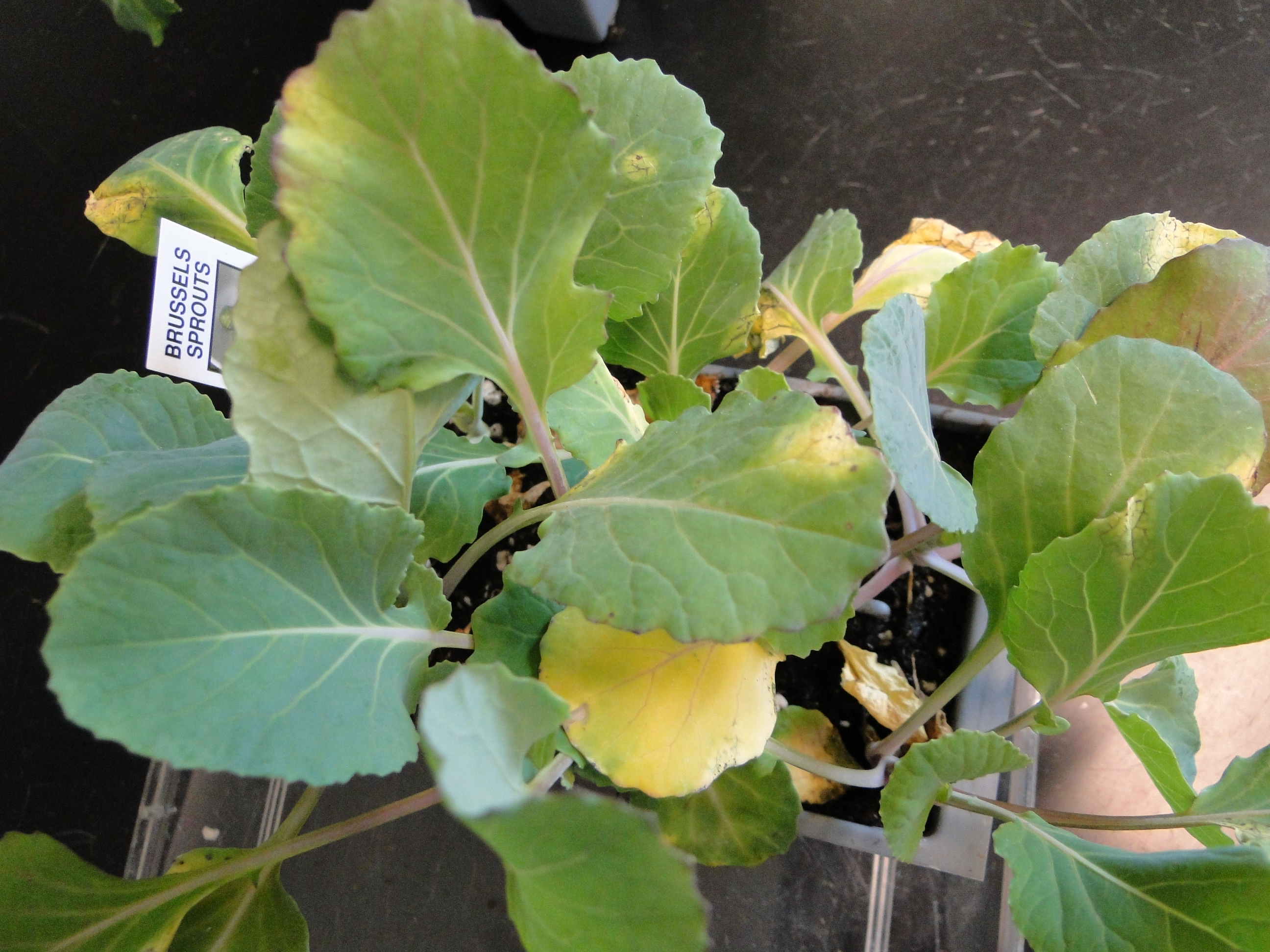 Black rot on brussel leaves with V-shaped yellow lesions