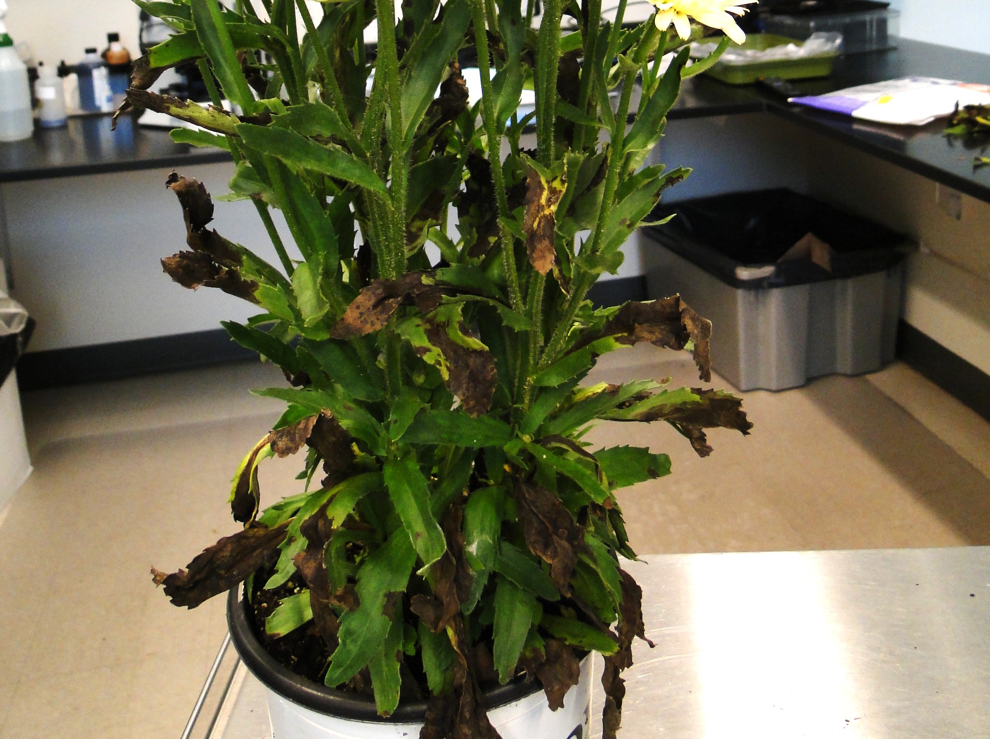 bacterial leaf spot of daisy with brown spots on leaves