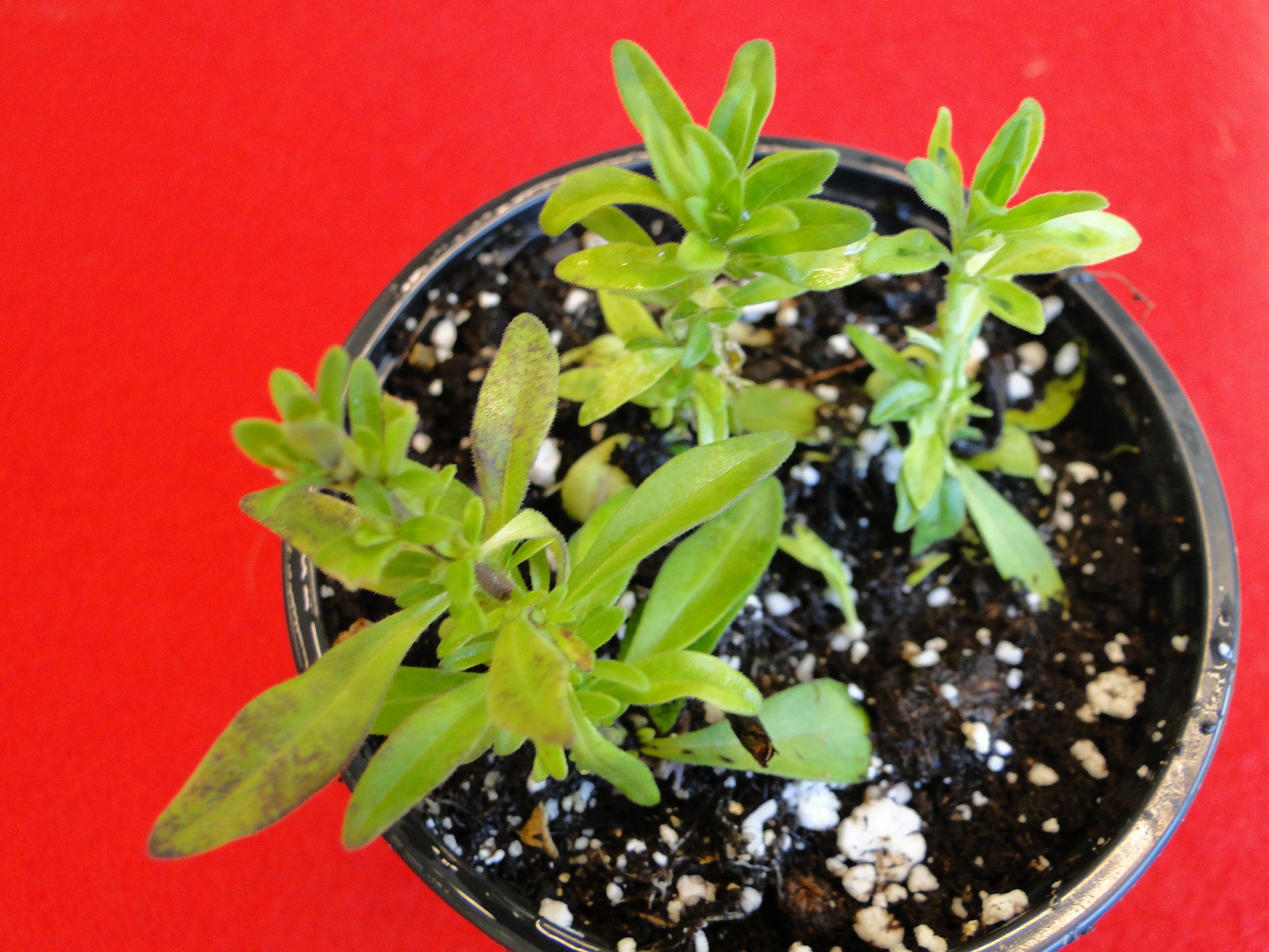mottling and browning of calibrachoa leaves infected with tobacco mosaic virus