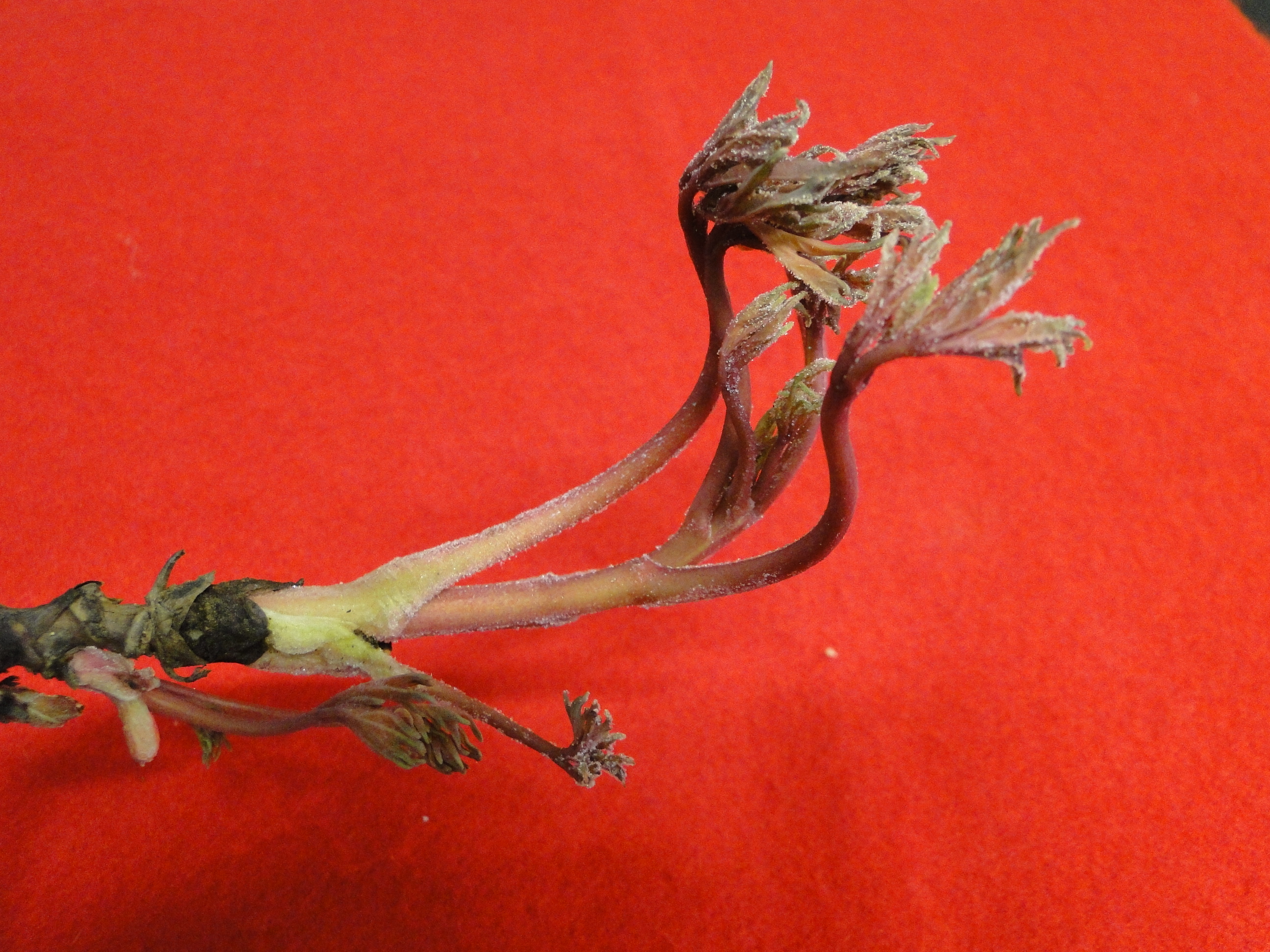 edema on a young shoots of peony