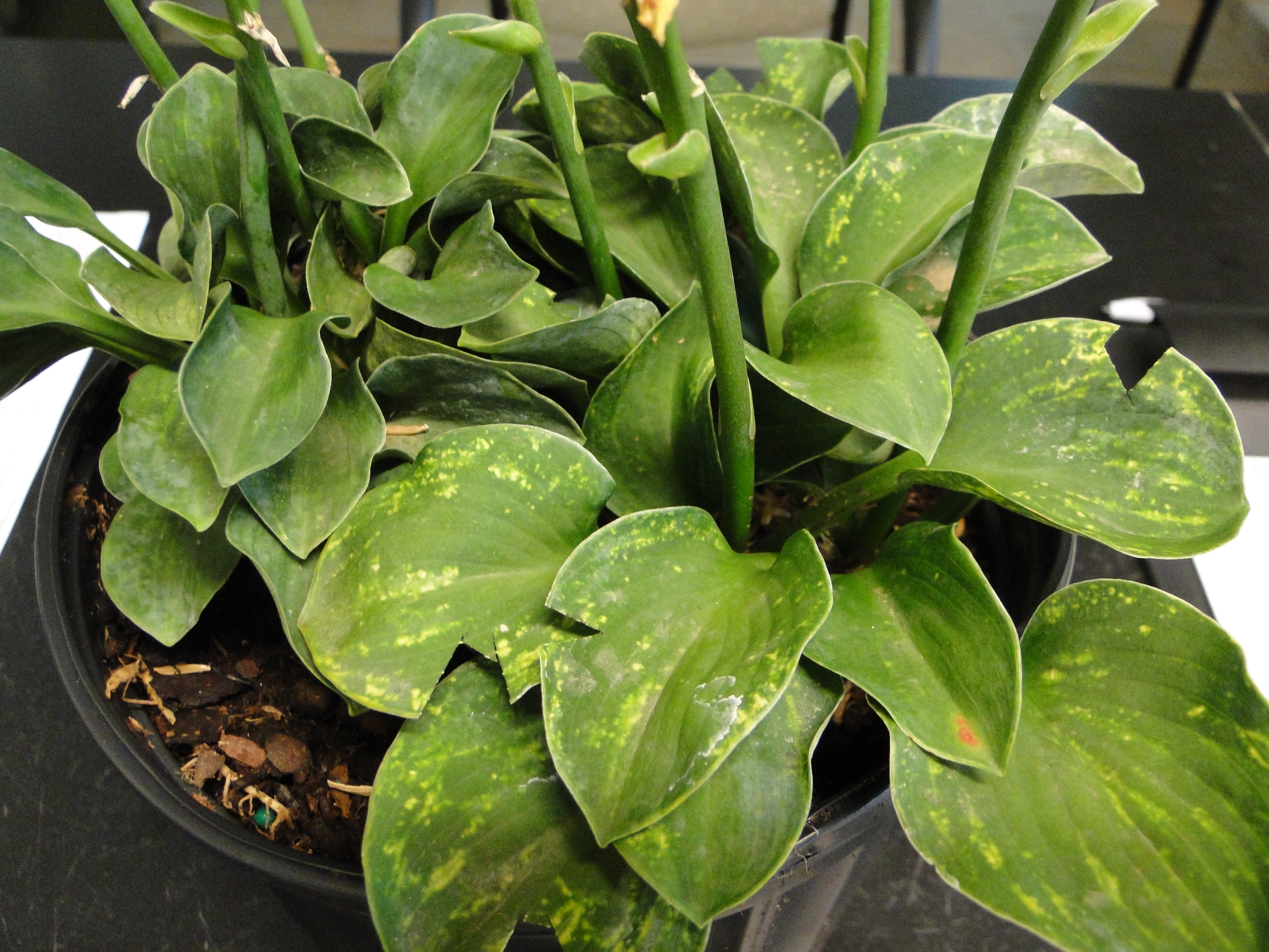 hosta x virus on a hosta plant with mottling of leaves