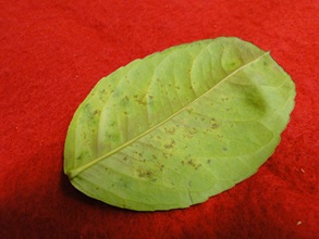 Edema on a lemon leaf with water socking spots on the underside of a leaf