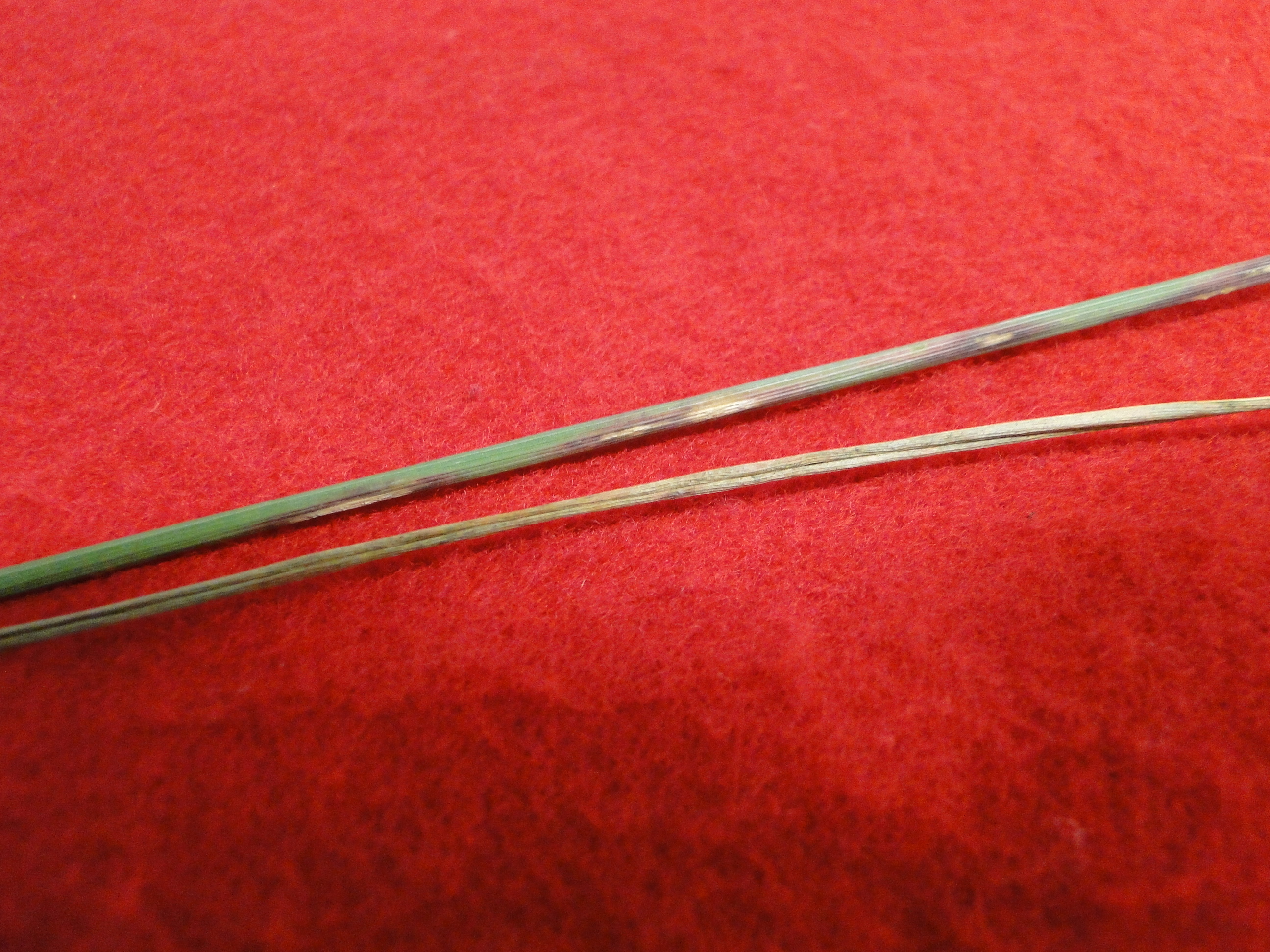 rust disease on ornamental grass stem with brown spots and pustules
