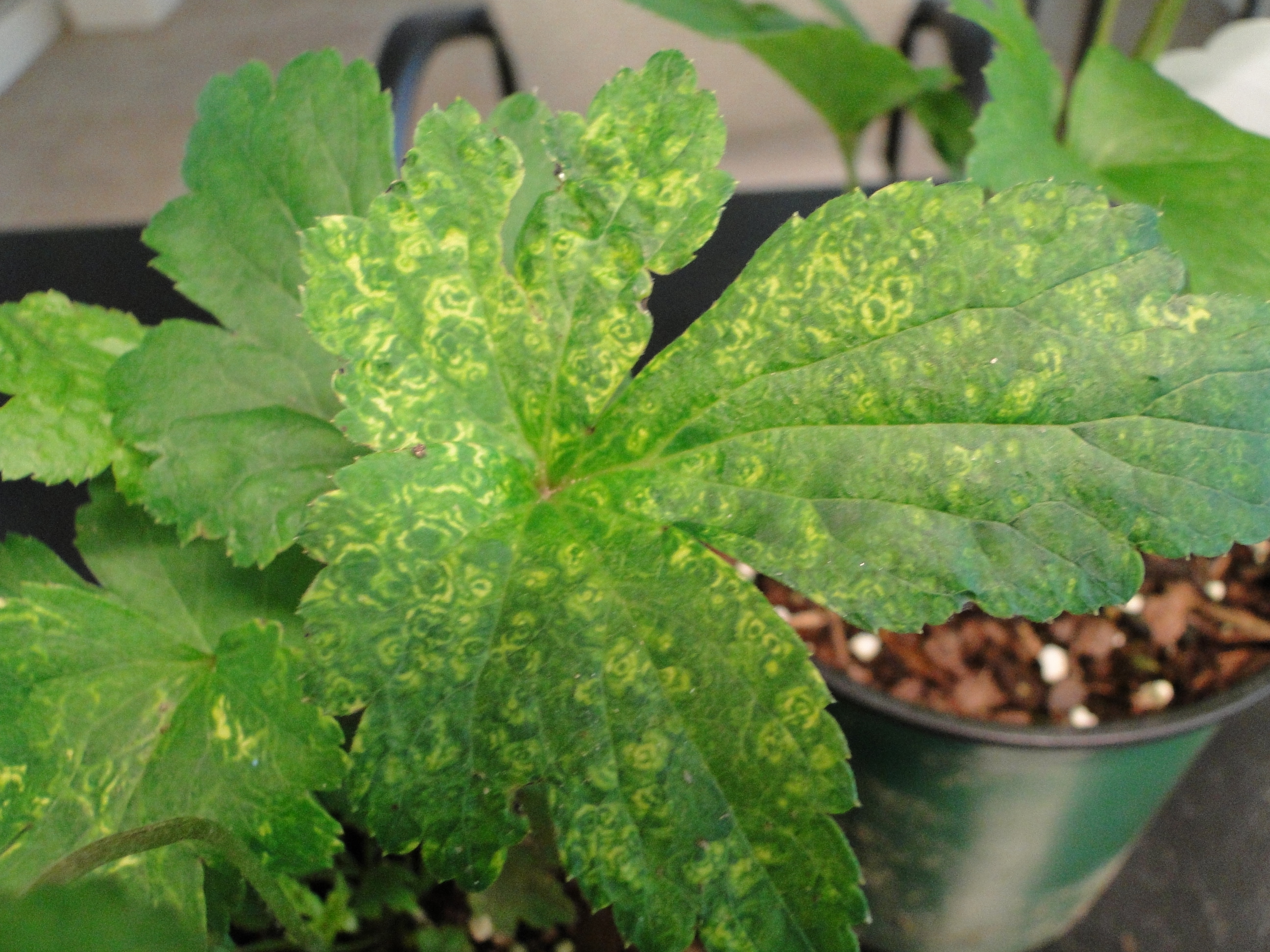 yellow ring spots on anemone leaves infected with tobacco rattle virus