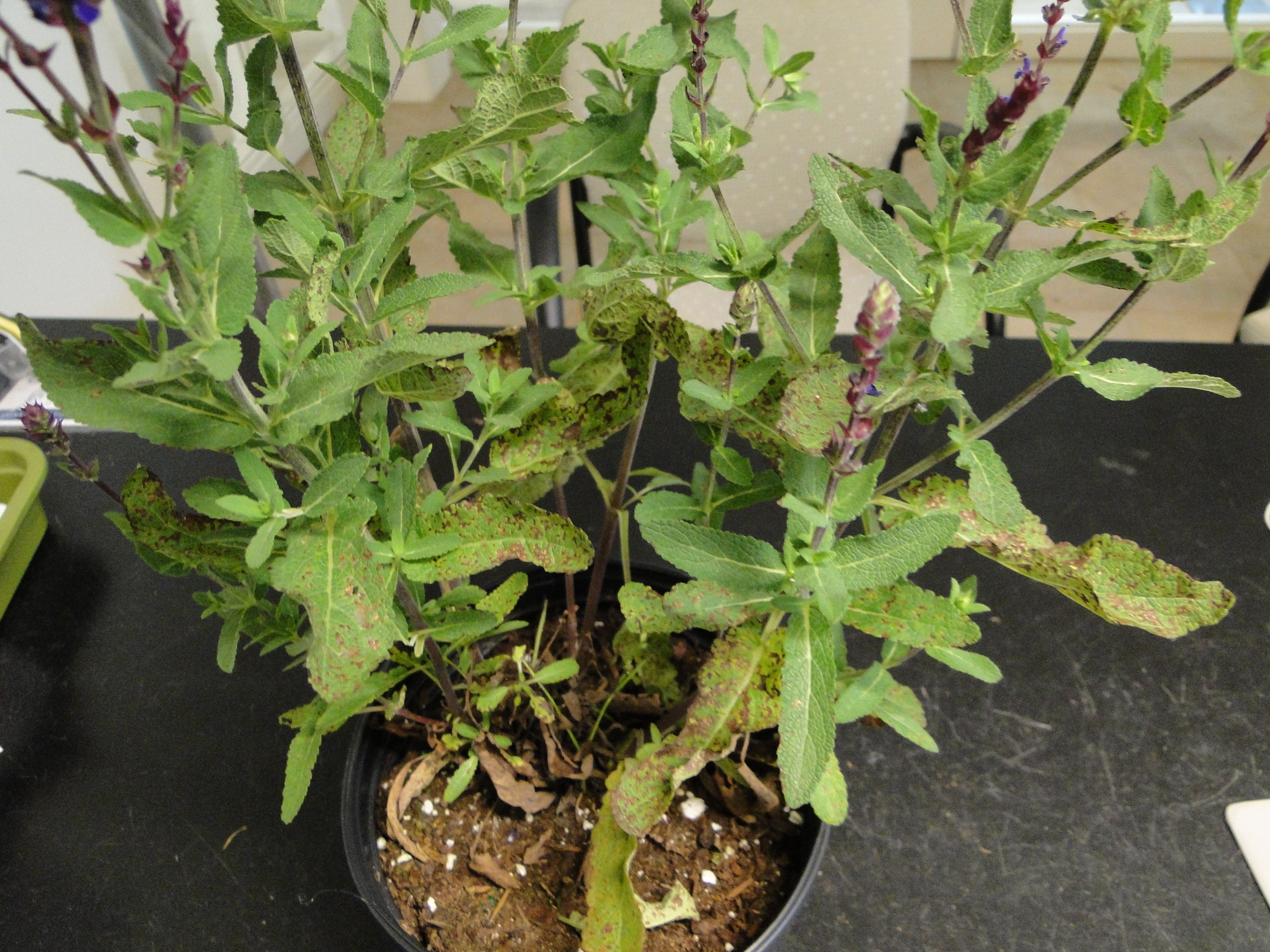 Bacterial leaf spot of salvia