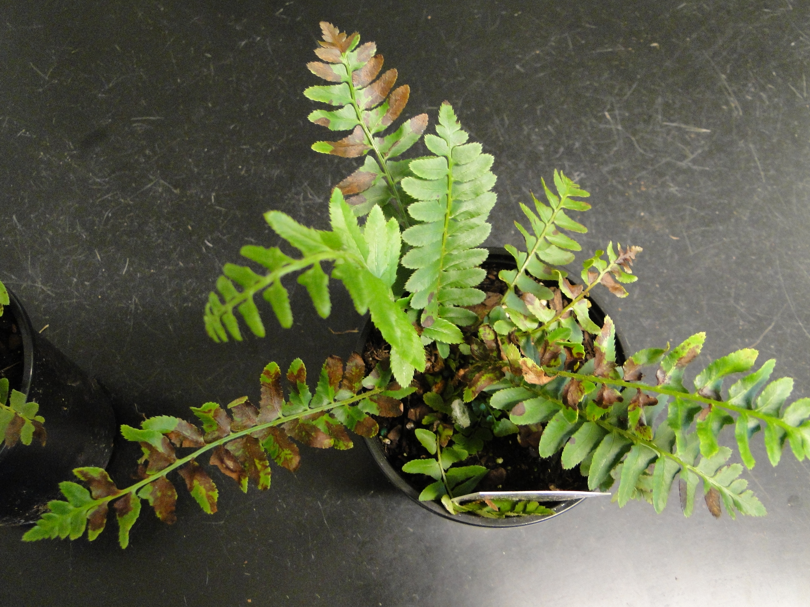 Bacterial leaf spot of fern with brown necrotic lesions on leaves