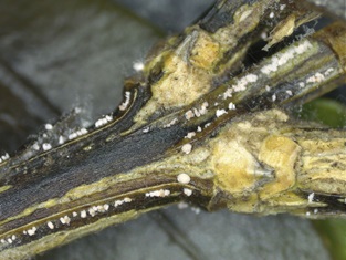 Blackening of stems and pink fungal growth on the boxwood stem