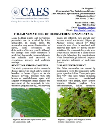 Screen shot of foliar nematode fact sheet