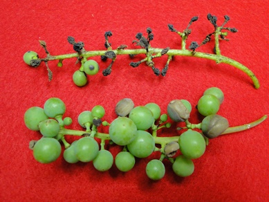 Black rot of grape with rotten berries
