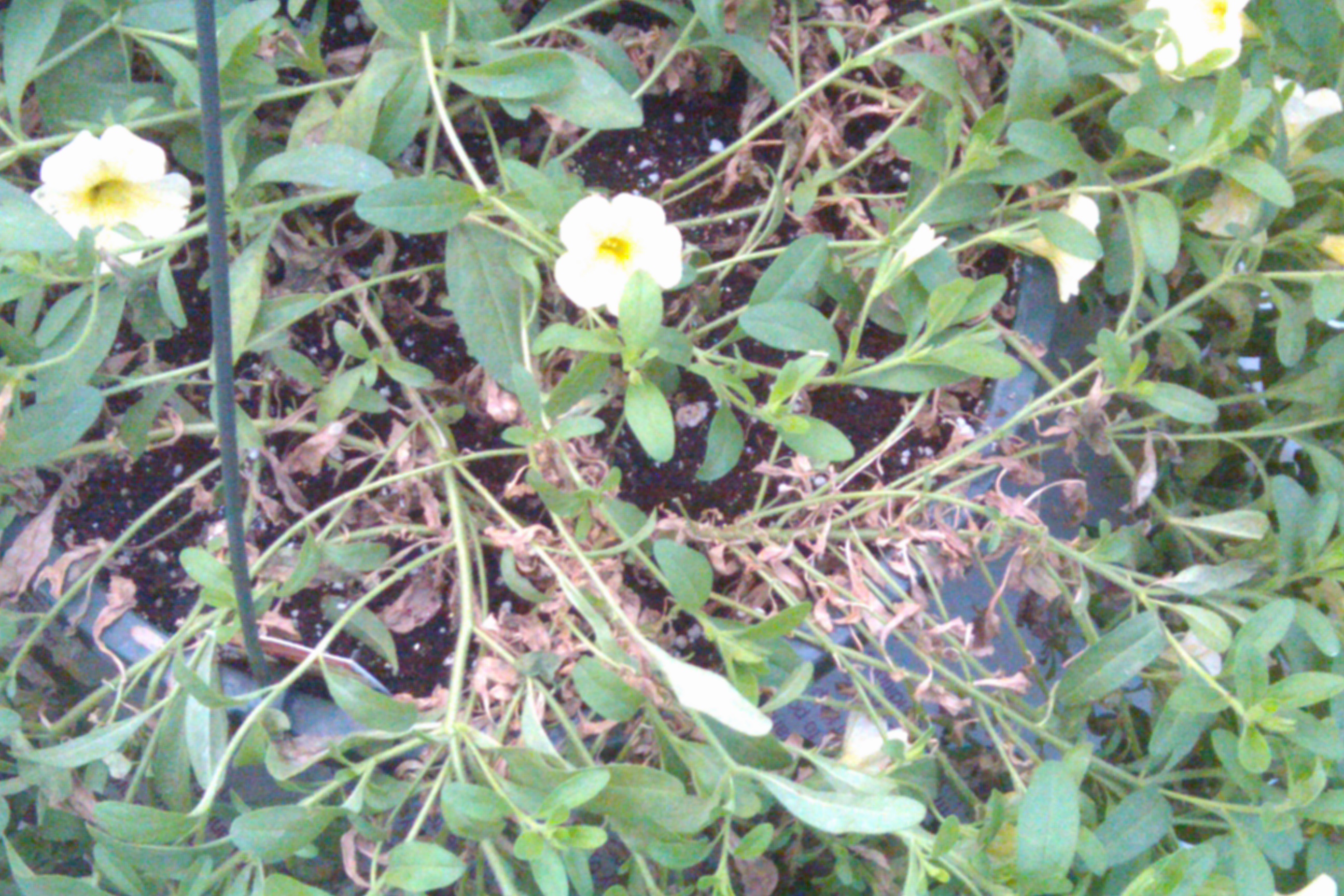 Botrytis blight of calibrachoa with brown old leaves