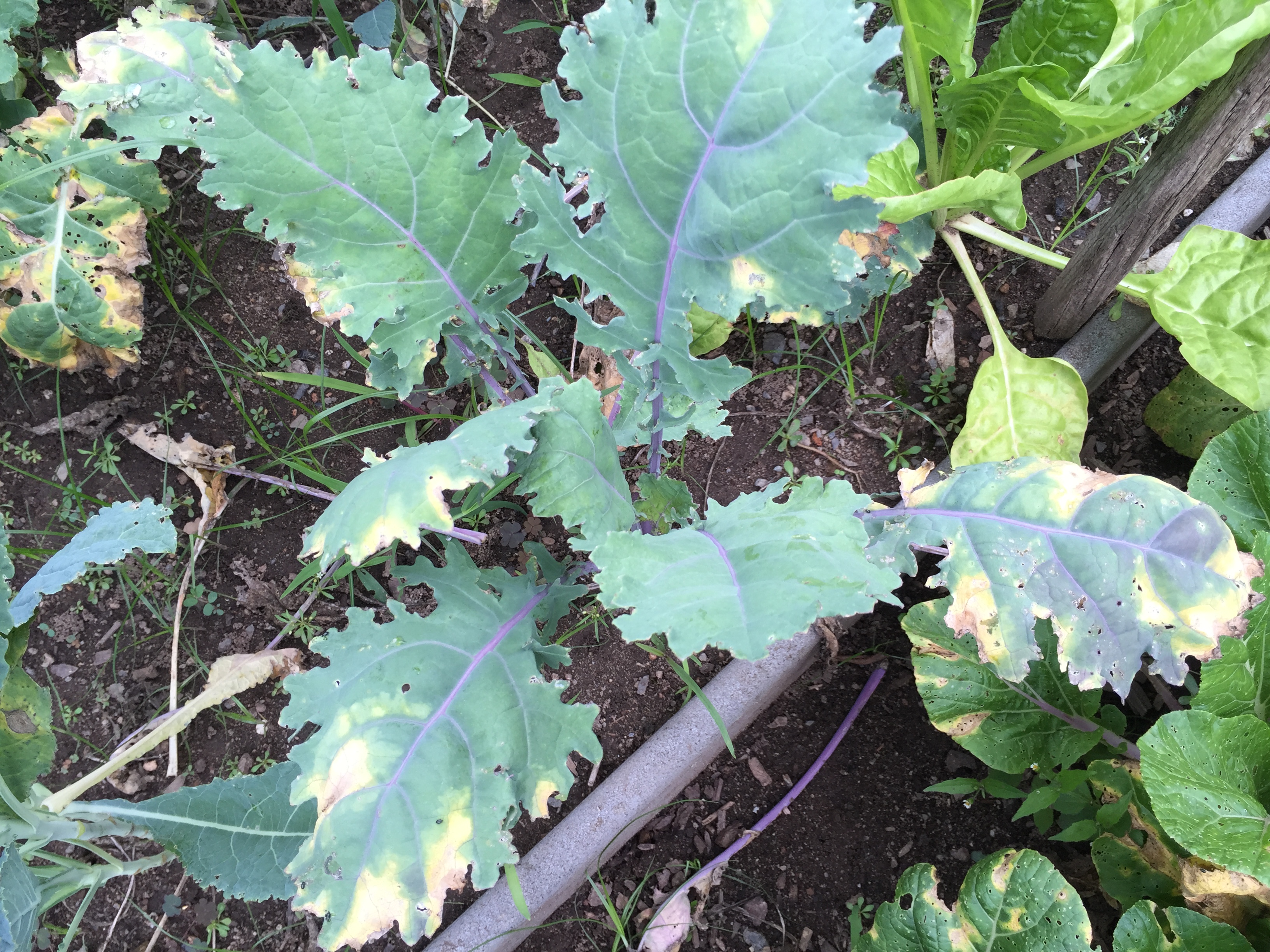 Black rot of kale with yellow and brown lesions at the edge of leaves