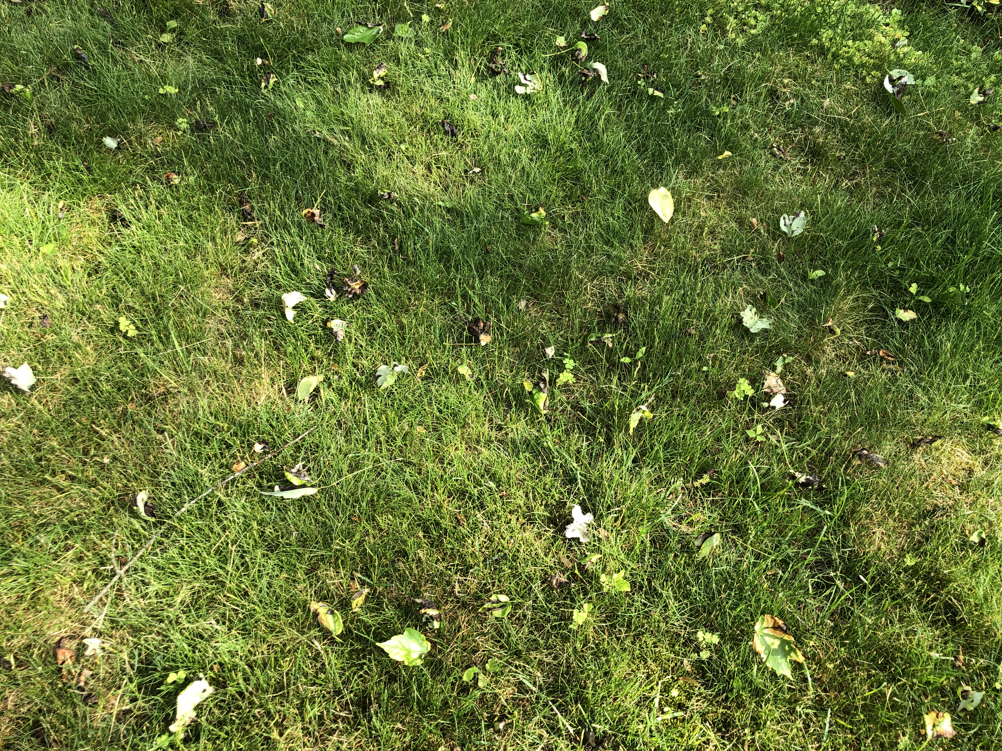 fallen maple leaves on a lawn