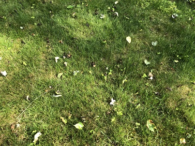 fallen maple leaves on a lawn