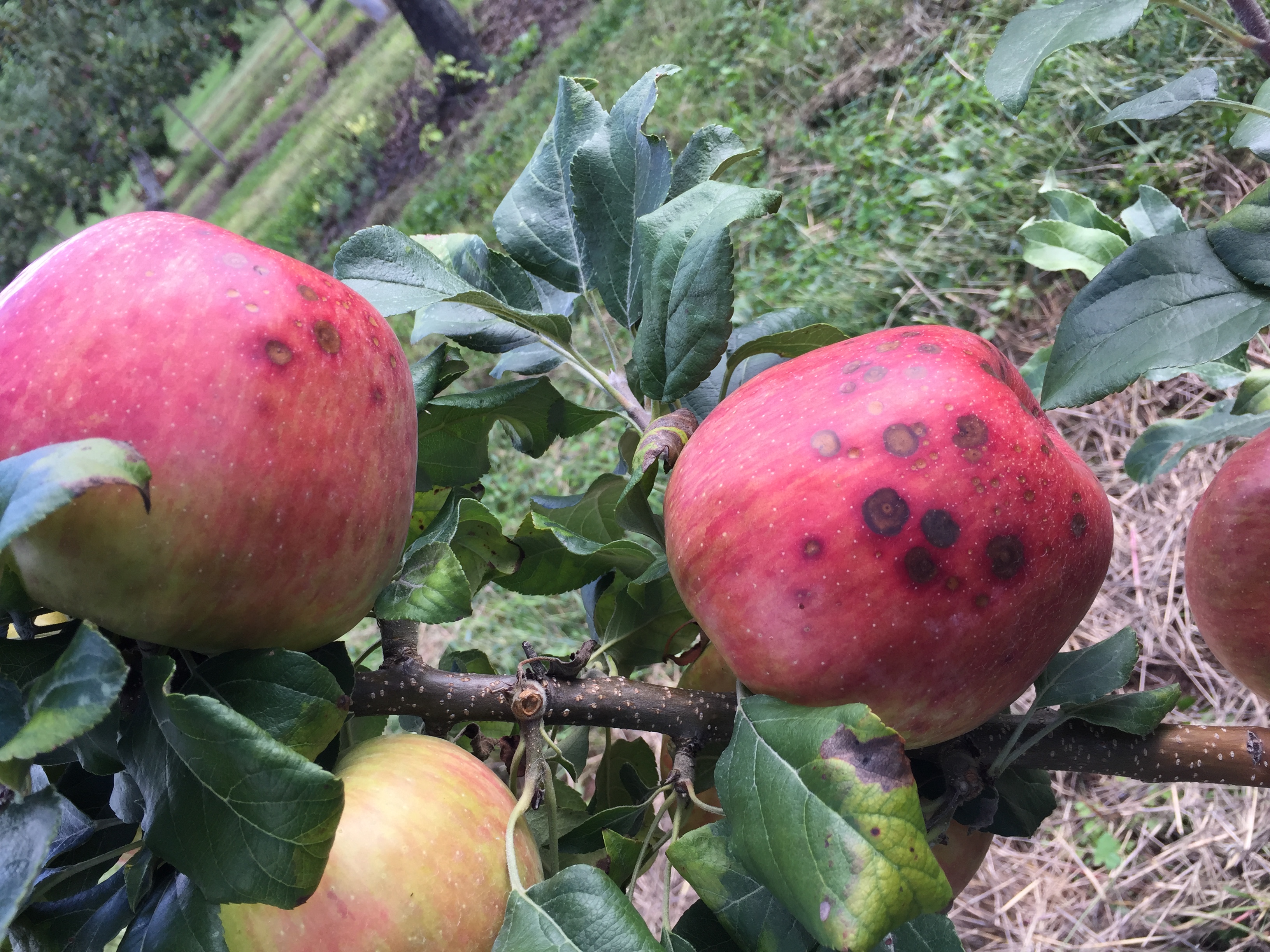 Black rot on apple fruit