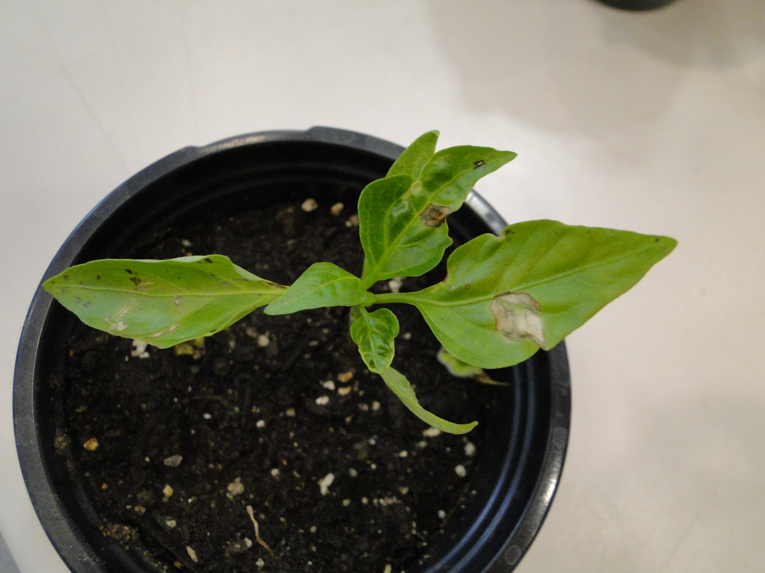 necrotic spot on pepper leaves infected with impatiens necrotic spot virus
