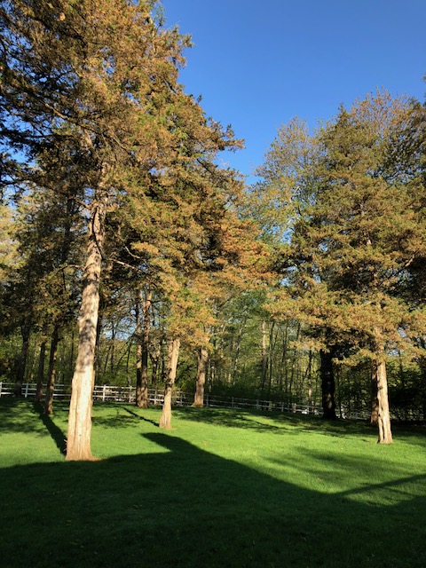 Browning of needles of eastern red cedar trees
